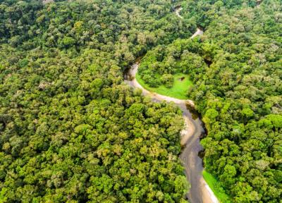 سفر به سرزمین سبز: گردشگری در اعماق جنگل های آمازون
