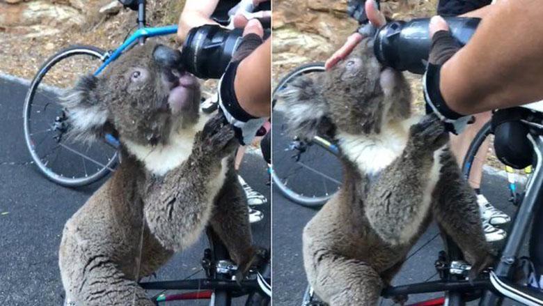 لحظه ای شگفت انگیز در جنگل های استرالیای جنوبی: کوالای تشنه از دوچرخه سوارها تقاضای آب کرد و نجات یافت