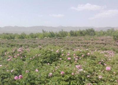 کشت نهال گل محمدی در شهرستان تفتان