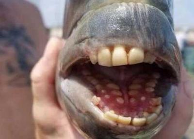 صید ماهی کمیاب با دندان های شبیه انسان