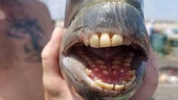 صید ماهی کمیاب با دندان های شبیه انسان