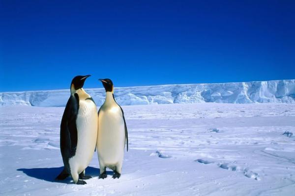 حقایق جالب در مورد قطب جنوب