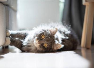 چگونه مبلمان و فرش را از اسکرچ شدن به وسیله گربه نجات دهیم